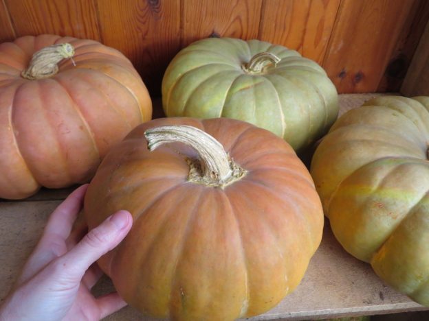 Seed - Squash 'Strawberry Crown' - Catherine's Ornamental Vegetable Garden