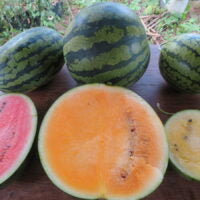 Seed - Watermelon Trios - Catherine's Ornamental Kitchen Garden