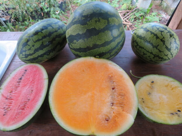 Semence - Melon d'eau en trio - Le potager ornemental de Catherine
