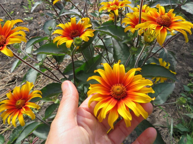 Semence - Heliopsis 'Burning Heart' - Le potager ornemental de Catherine