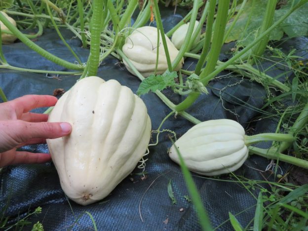 Seed - Squash 'Thelma Sanders' - Catherine's Ornamental Vegetable Garden
