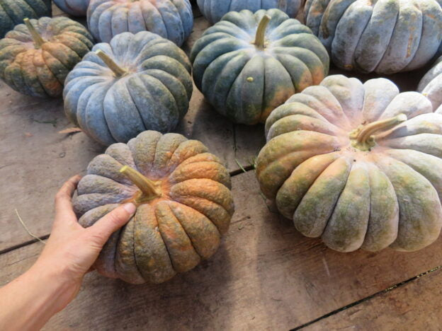 Seed - Squash 'Mini Musquée de Provence' - Catherine's ornamental vegetable garden