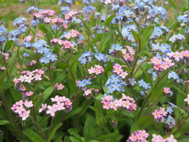 Semence - Myosotis des bois mix - Le potager ornemental de Catherine