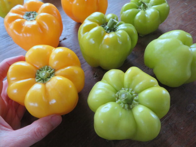 Seed - POC Yellow Bell Pepper - Catherine's Ornamental Soup Garden
