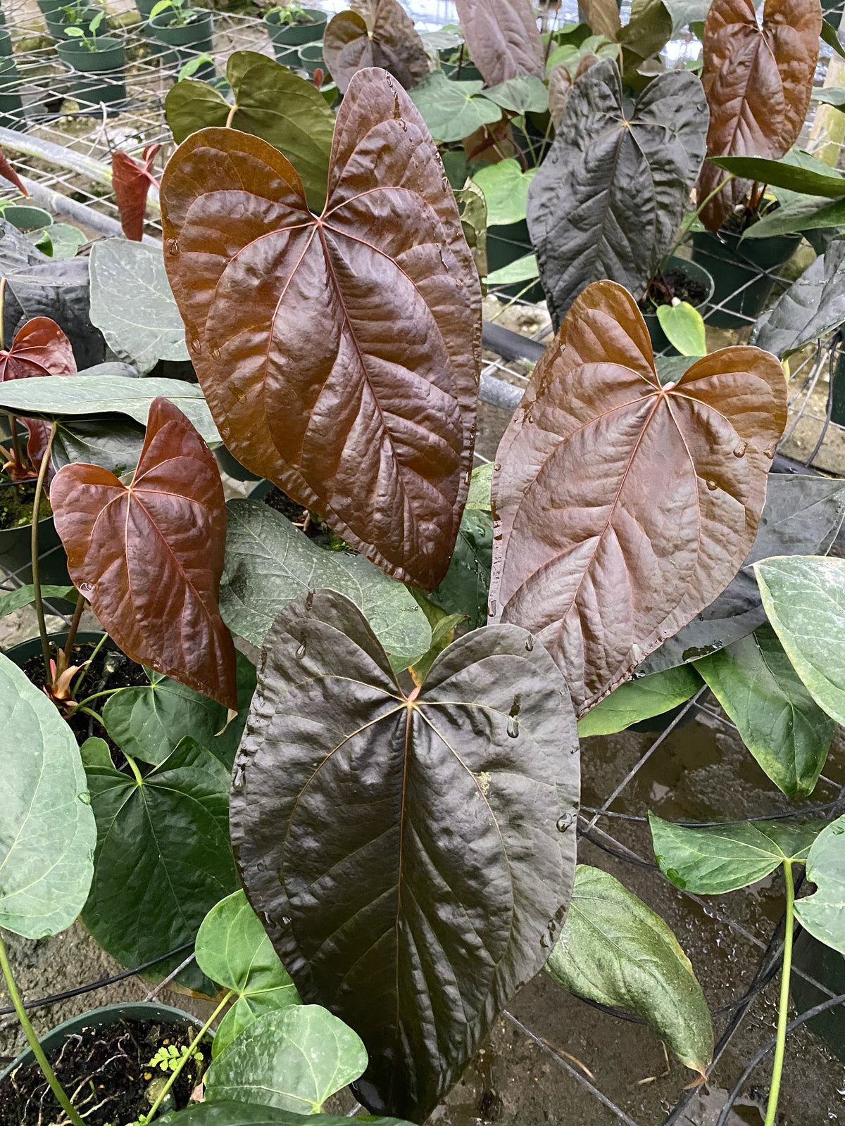 Anthurium Queen of Hearts