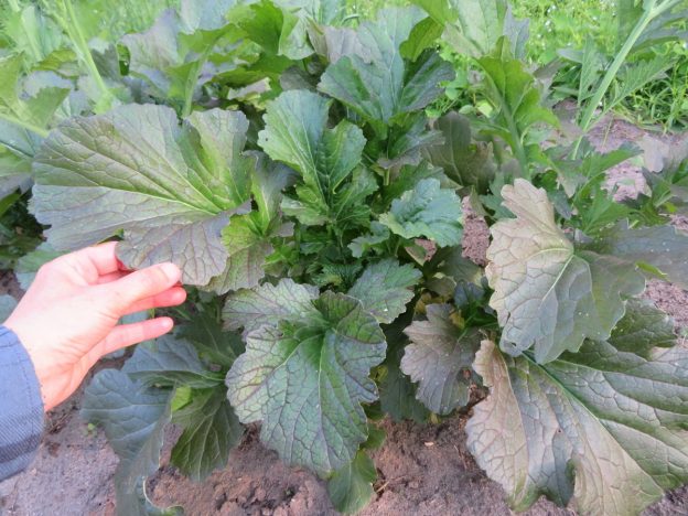 Seed - Mustard Oak fire - Catherine's ornamental kitchen garden