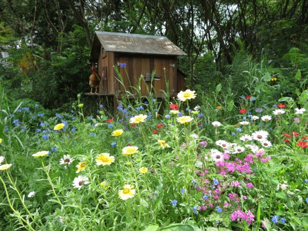 Seeds - Mixed annual flowers - Catherine's Ornamental Vegetable Garden