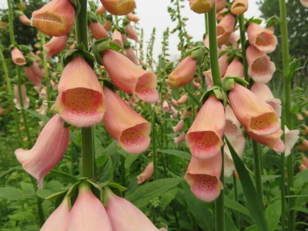 Seed - Apricot foxglove - Catherine's ornamental vegetable garden