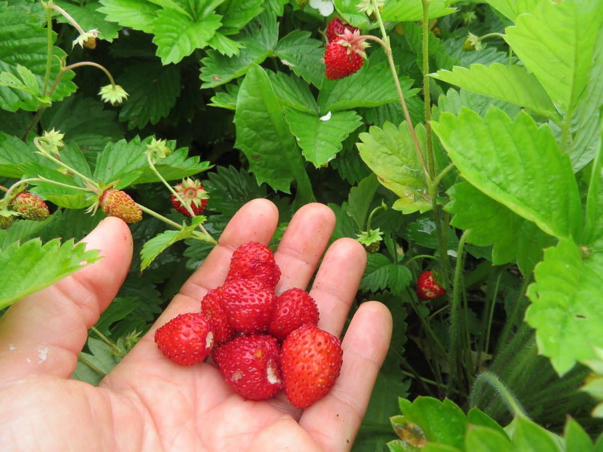 Sachet de semence - Fraise alpine Minonnette – Le Potager ornemental de Catherine