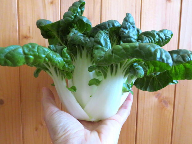 Seed - Extra Dwarf Bok Choy - Catherine's Ornamental Vegetable Garden