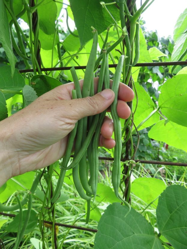 Sachet de semence - Haricot grimpant Kentucky Blue – Le Potager ornemental de Catherine