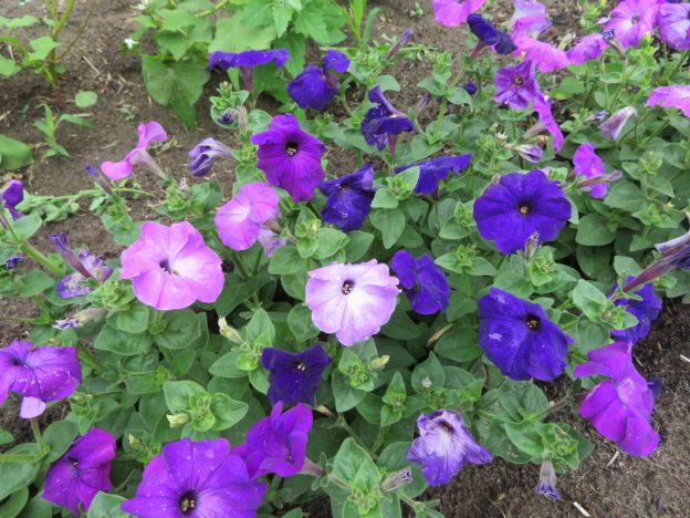 Semence - Pétunia 'Alderman violet' - Le potager ornemental de Catherine