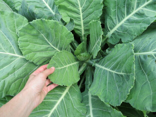 Seed - Collard Greens - Catherine's Ornamental Vegetable Garden