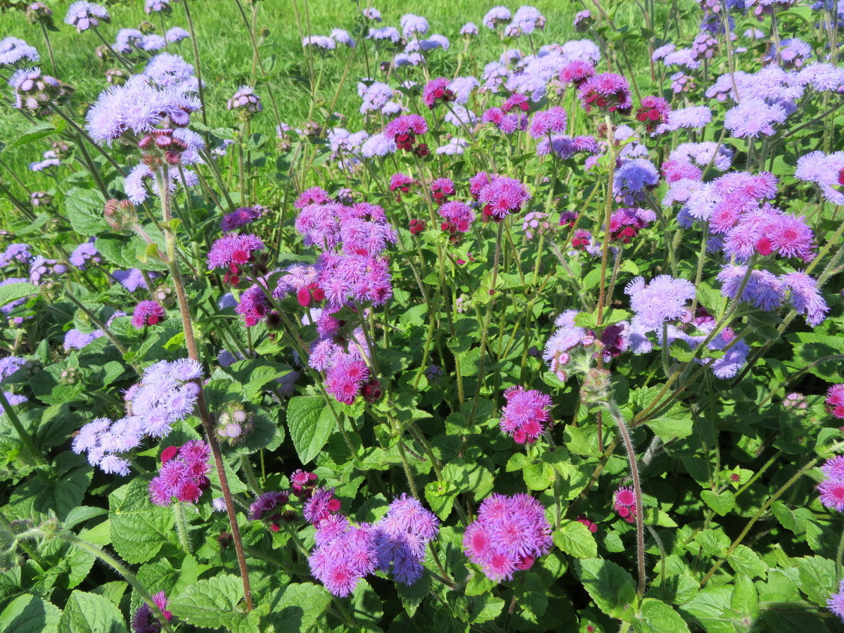 Sachet de semence - Agérate mix – Le Potager ornemental de Catherine