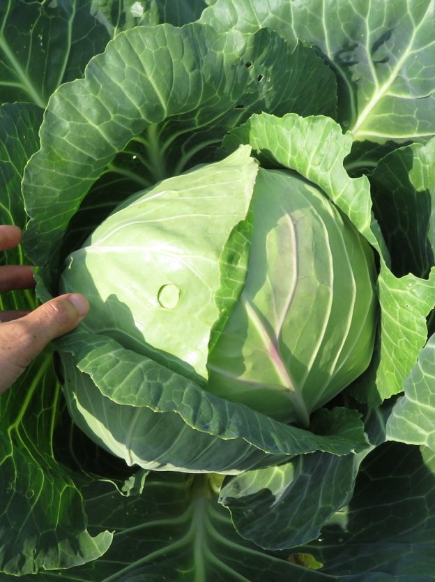 Sachet de semence - Chou Golden Acre – Le Potager ornemental de Catherine