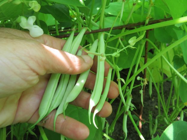 Sachet de semence - Haricot Ice – Le Potager ornemental de Catherine