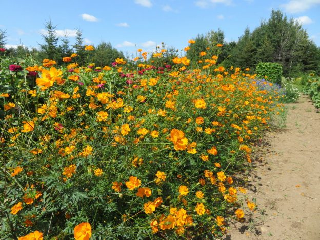 Sachet de semence - Cosmos Sulfureux – Le Potager ornemental de Catherine