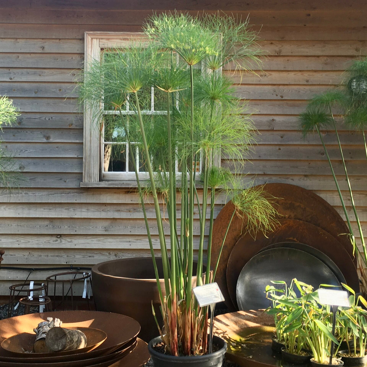 Cyperus papyrus