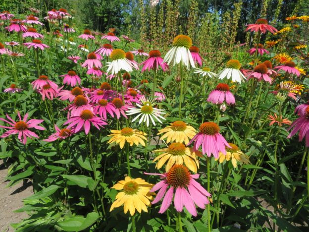 Seeds - Echinacea 'Joly-Camille' - Catherine's Ornamental Vegetable Garden