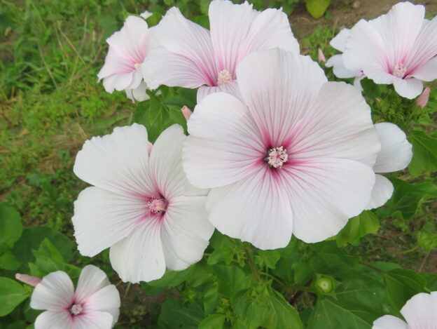 Seed - Lavatera 'Pink Blush' - Catherine's Ornamental Vegetable Garden
