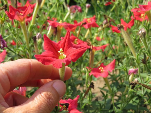 Seed - Petunia 'Exserta' - Catherine's Ornamental Vegetable Garden