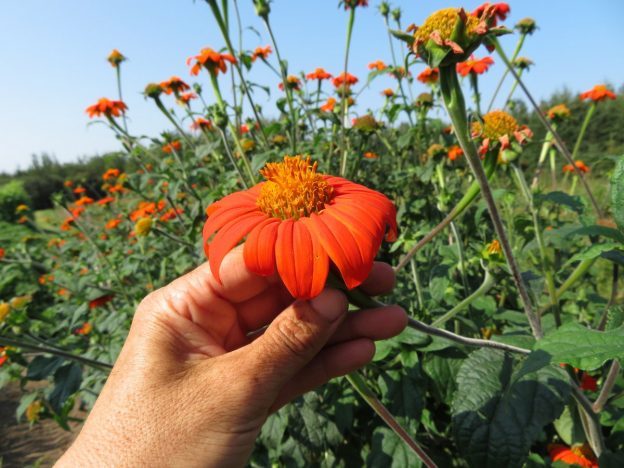 Sachet de semence - Tournesol mexicain Torch – Le Potager ornemental de Catherine