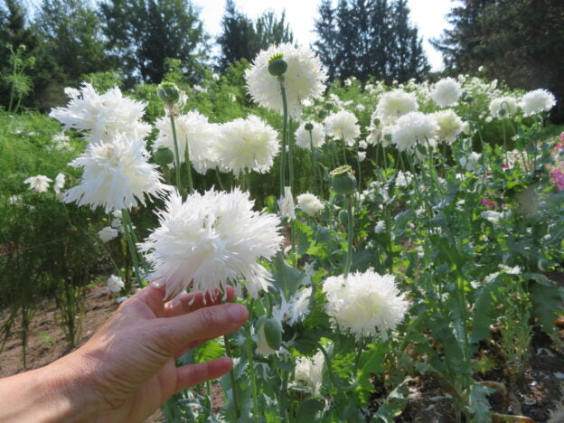 Seed - Poppy 'Swan's Down' - Catherine's Ornamental Vegetable Garden
