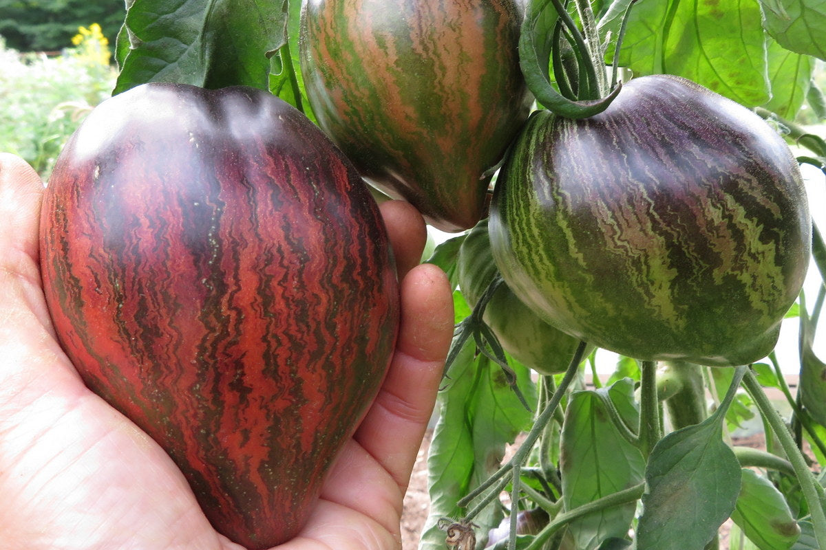 Sachet de semence - Tomates Rebel Starfighter Prime– Le Potager ornemental de Catherine