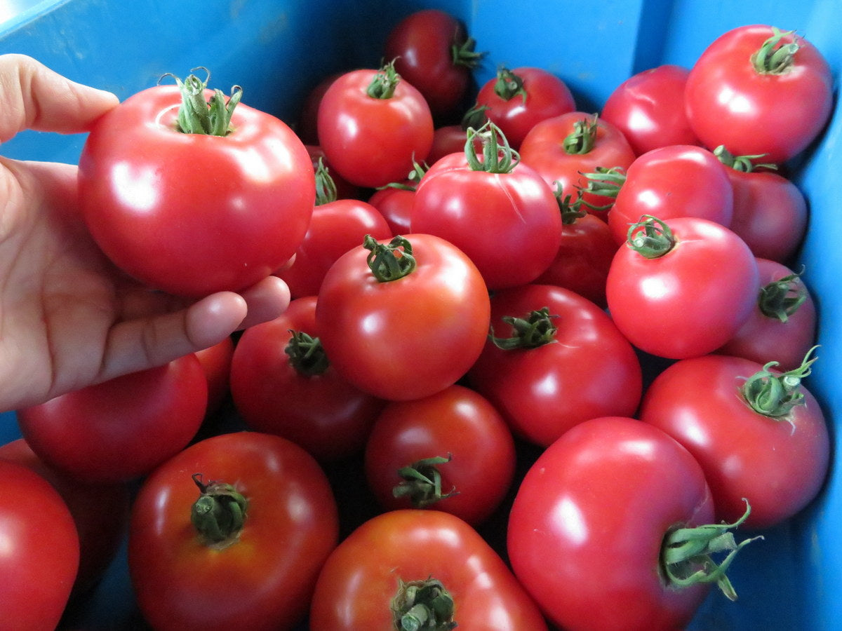 Sachet de semence - Tomates Canabec Super – Le Potager ornemental de Catherine