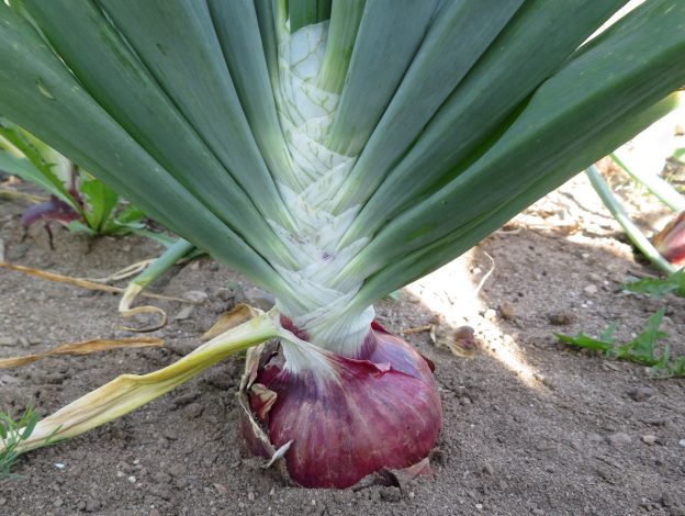 Sachet de semence - Oignon Rossa di Milano – Le Potager ornemental de Catherine