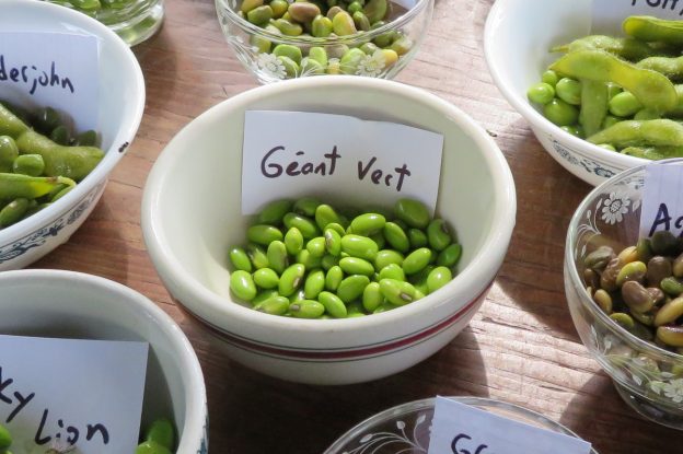 Sachet de semence - Soya Edamame Géant vert – Le Potager ornemental de Catherine
