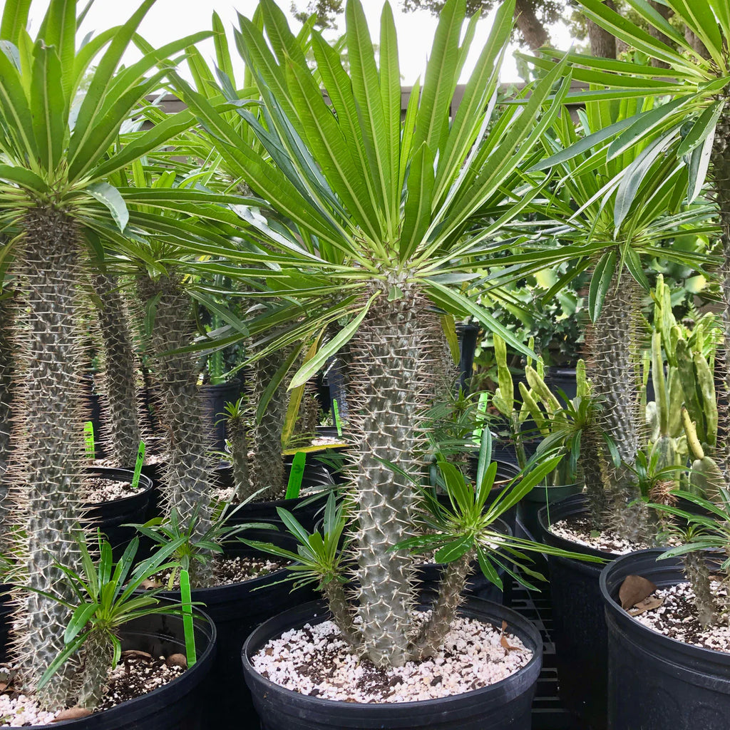 Pachypodium lamerei Madagascar Palm – FleurExcel Inc.