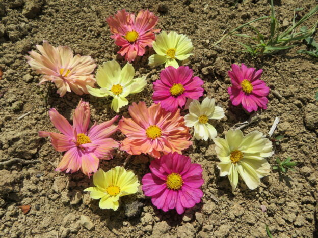 Semence - Cosmos 'Cotton Candy' - Le potager ornemental de Catherine