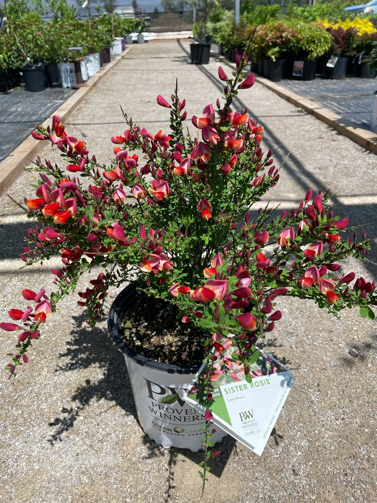 Cytisus scoparius Sister Rosie