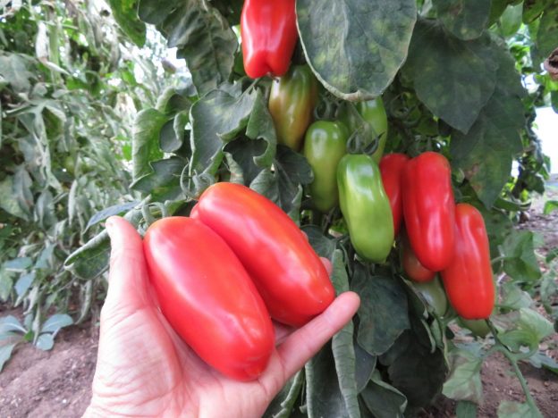 Semence - Tomate San Marzano - Le potager ornemental de Catherine