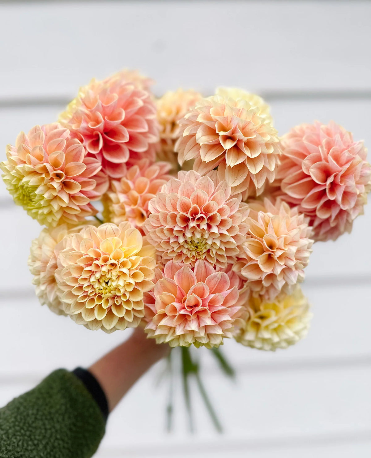 Bulbe Dahlia Sweet Suzanne