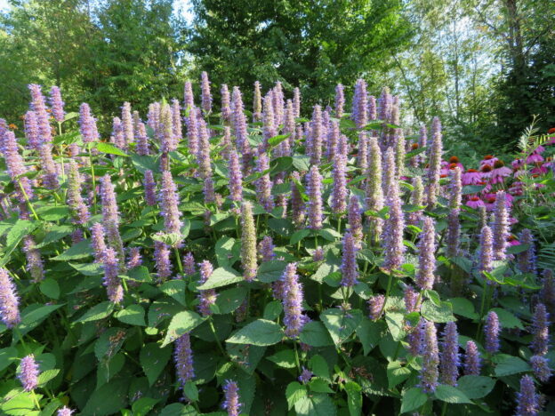 Seed - Anise Hyssop - Catherine's Ornamental Vegetable Garden