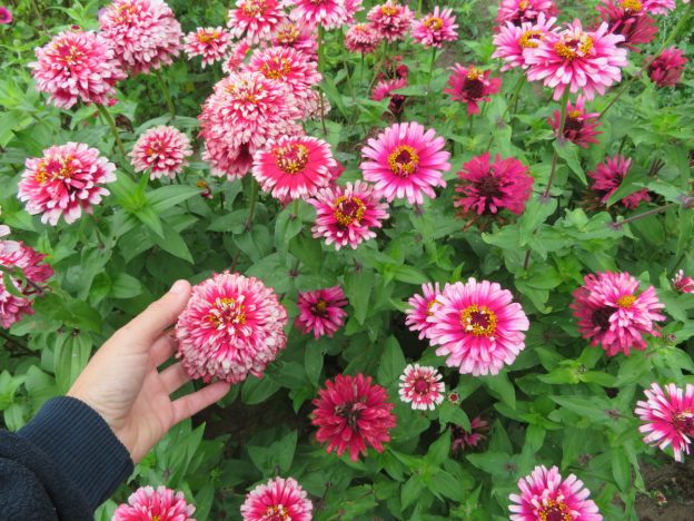 Seed - Zinnia Mazurkia - Catherine's Ornamental Vegetable Garden