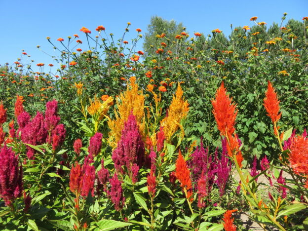 Seed - Celosia mix - Catherine's Ornamental Vegetable Garden