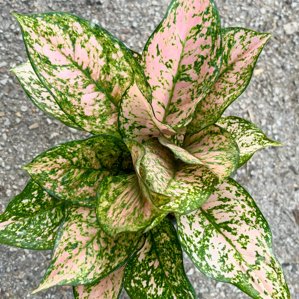 Aglaonema Etta Rose
