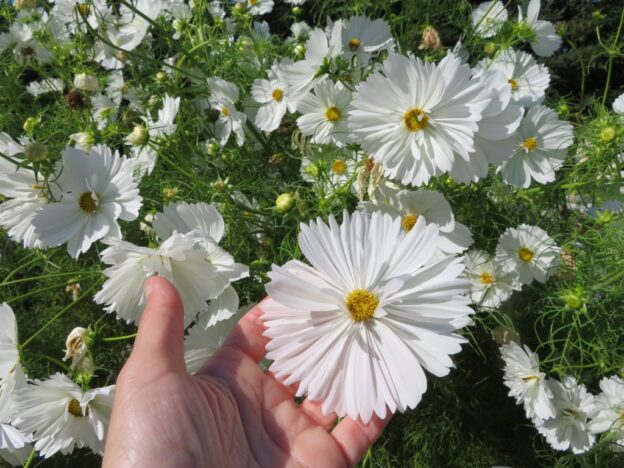 Semence - Cosmos 'Fizzy White' - Le potager ornemental de Catherine