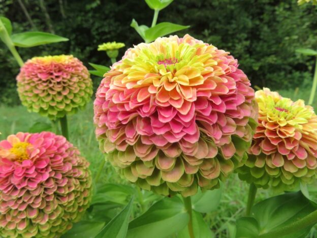 Seed - Zinnia 'Queeny Lime with Blotch' - Catherine's Ornamental Vegetable Garden