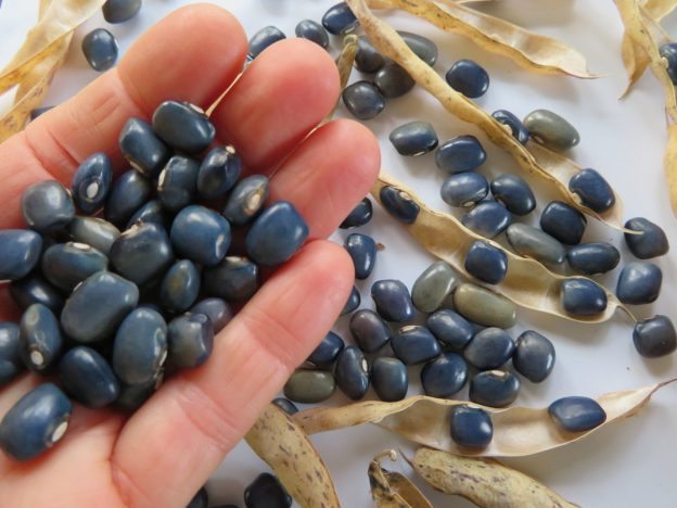 Sachet de semence - Haricot San Bernardo Blue – Le Potager ornemental de Catherine