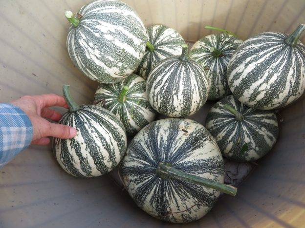 Seed - Squash 'Mexican wild green' - Catherine's ornamental kitchen garden