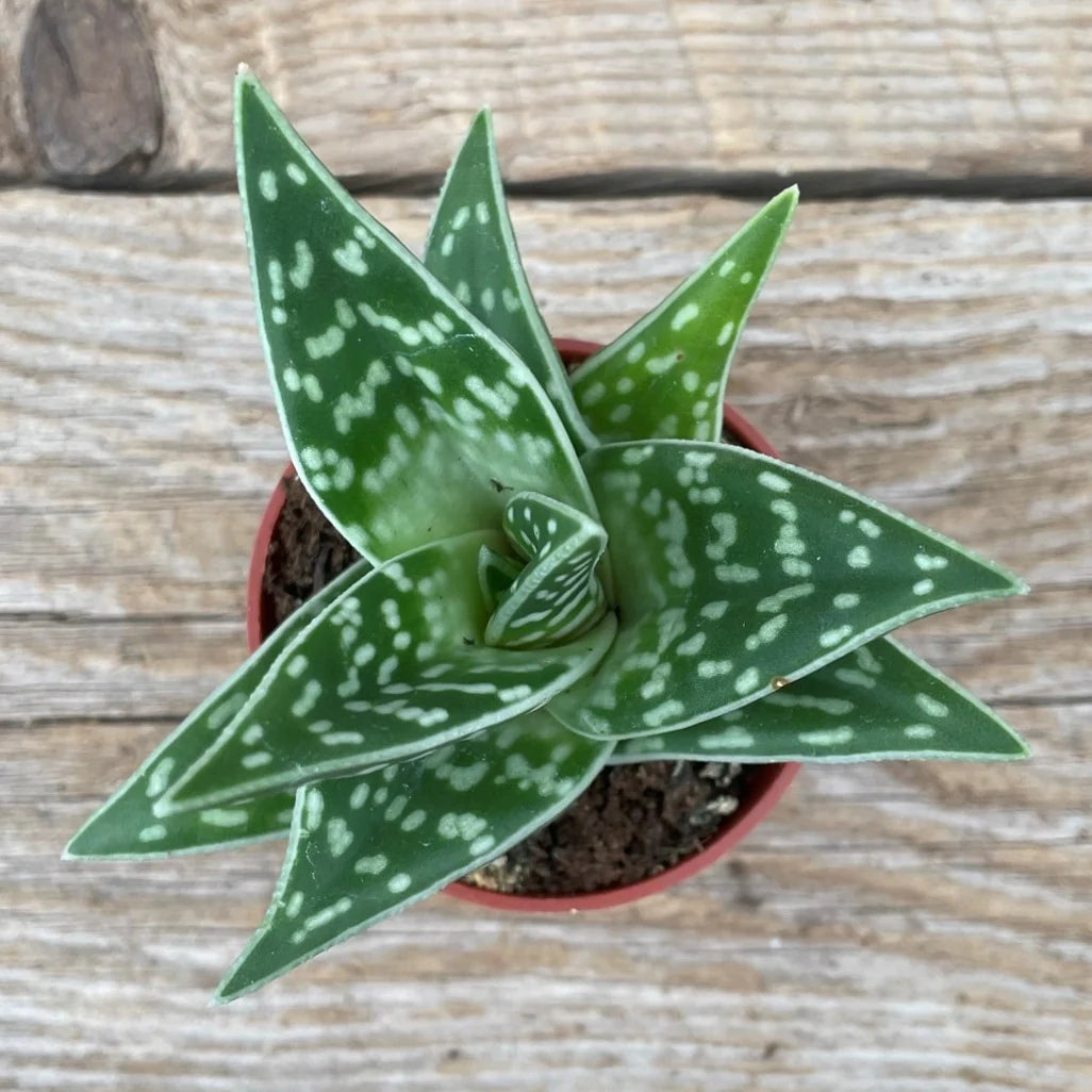 Aloe variegata 'Pheasant Breast