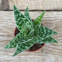 Aloe variegata 'Pheasant Breast