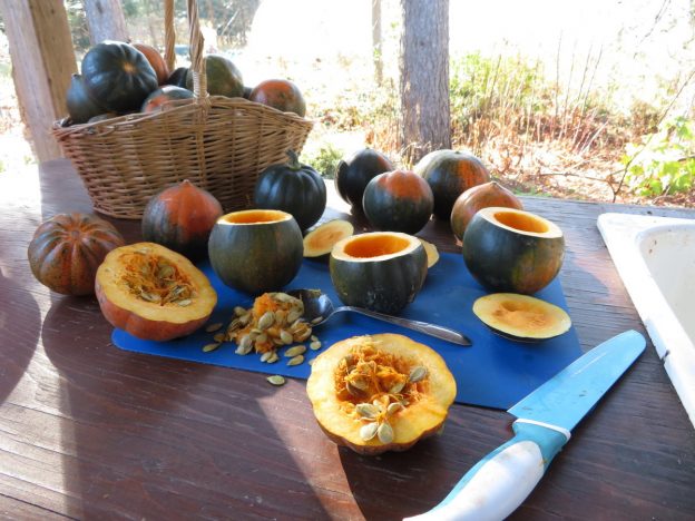 Sachet de semence - Courge Sweetnut – Le Potager ornemental de Catherine
