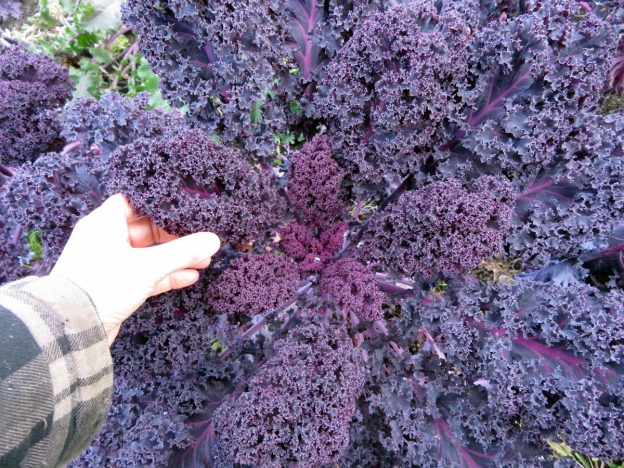 Sachet de semence - Kale Scarlet – Le Potager ornemental de Catherine