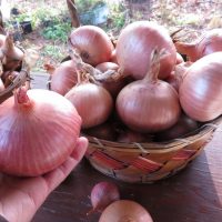 Seed - Keravel Onion - Catherine's ornamental kitchen garden