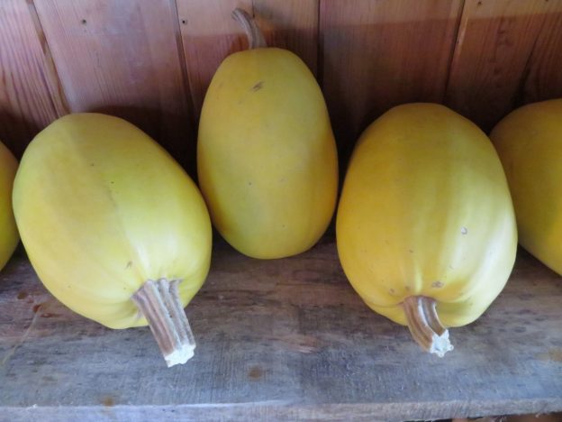 Sachet de semence - Courge Spaghetti – Le Potager ornemental de Catherine